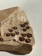 Rose gold-filled charms on rock featuring stamped letter H, tree, dandelion, lotus, paw print, rainbow, cactus, three-peak mountains, and two-peak mountains designs in 7mm and 9mm sizes in stamped letter T, Hawaiian Islands, compass, and mountains with sun designs